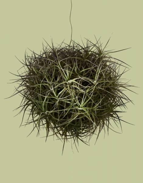 Photograph Bryan Edwards Airplant on One Eyeland